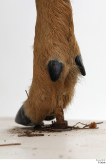 European roe deer foot hoof 0013.jpg